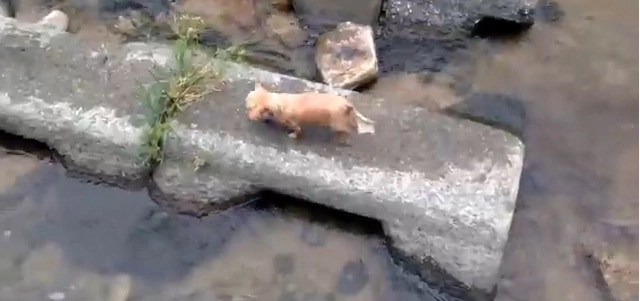 faza-zilei-un-caine-ingenios-video