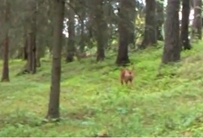 faza-zilei-un-caine-pur-si-simplu-consternat-video