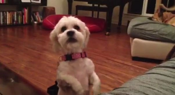 faza-zilei-un-catel-spune-te-rog-frumos