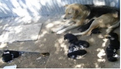 faza-zilei-un-reportaj-haios-despre-maidanezi-video