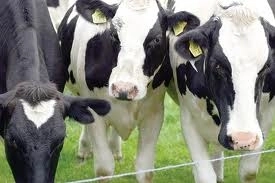 fermierii-nu-mai-vor-sasi-vanda-laptele-pe-nimic