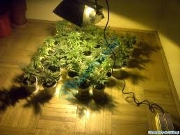 fratii-traficanti-au-fost-arestati-preventiv