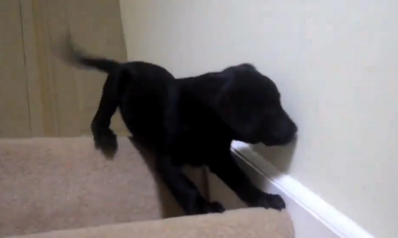 funny-inamicul-public-numarul-1-pentru-catei-scarile-video