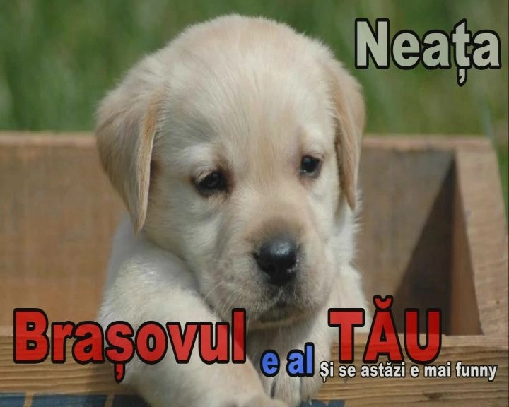 gimnastica-de-inviorare-in-fata-calculatorului-video-funny