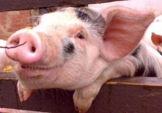 ignatul-o-crestinare-a-saturnaliilor-pagane