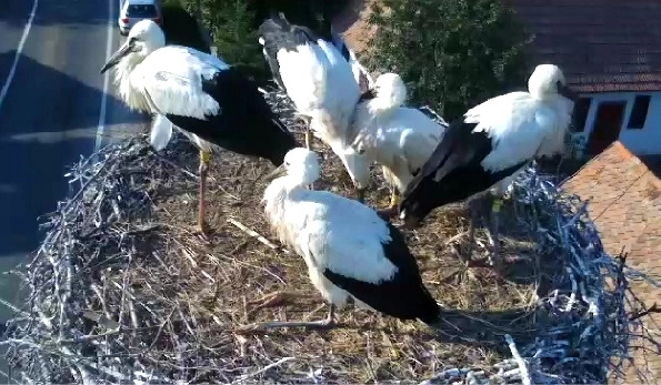 imagini-live-cu-viata-de-familie-a-unei-berze