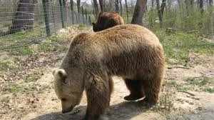 in-vizita-la-ursii-din-rezervatie