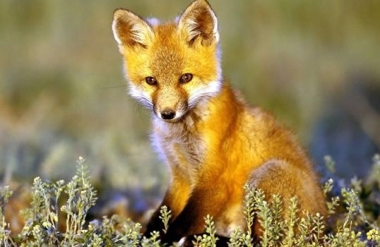 incepe-campania-de-vaccinare-antirabica