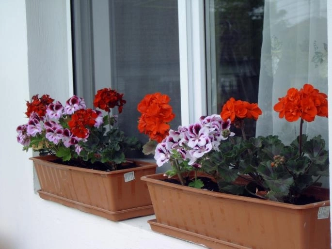 incepe-festivalul-muscatelor