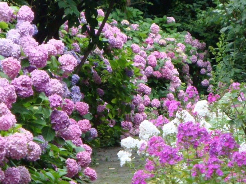 incredibil-narcomanii-din-bucuresti-se-drogheaza-cu-hortensii