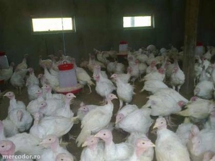 incubator-pentru-pui-de-curca-la-sinca-noua