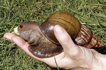 invazie-de-melci-gigantici-in-florida