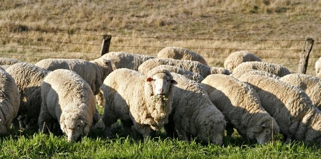 jaf-la-o-ferma-de-oi