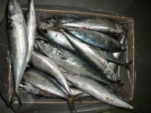 macrou-infestat-retras-din-magazine