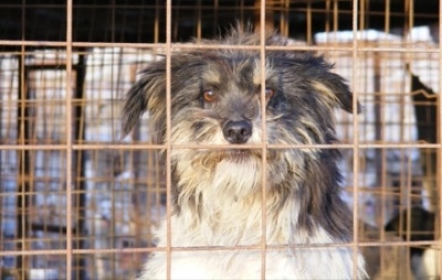 maidanezi-la-codlea-