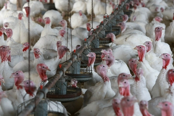 nici-o-restrictie-pentru-pieptul-de-curcan-care-provine-de-la-fermele-din-codlea