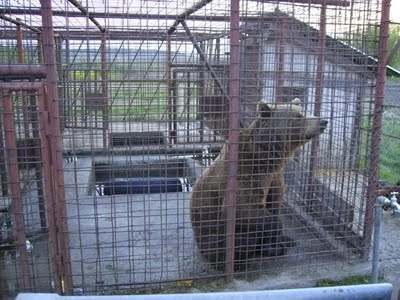 o-carte-postalaun-bilet-spre-libertate-pentru-ursii-captivi