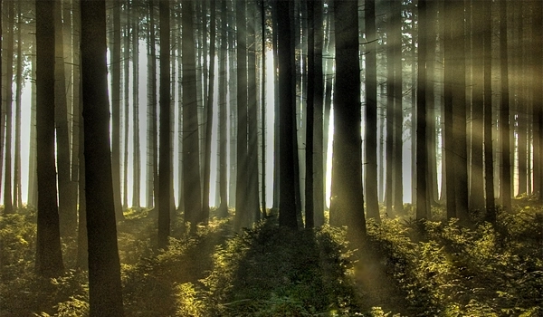 paduri-supravegheate-prin-gps