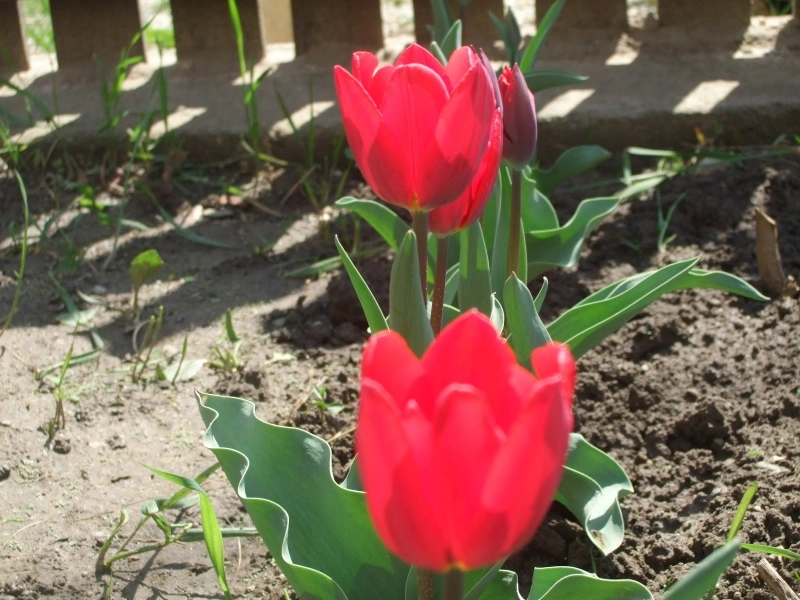 pregatiri-pentru-sezonul-lalelelor