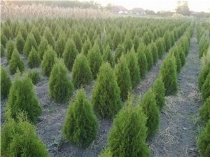 proiectul-pepinierei-de-la-rasnov-prinde-contur