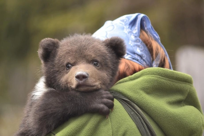 pui-de-urs-salvat-de-asociatia-milioane-de-prieteni