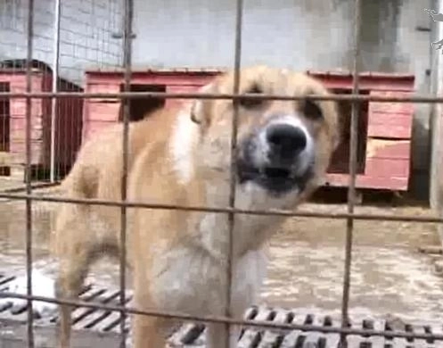 razboiul-declaratiilor-despre-adapostul-de-caini-de-la-stupini