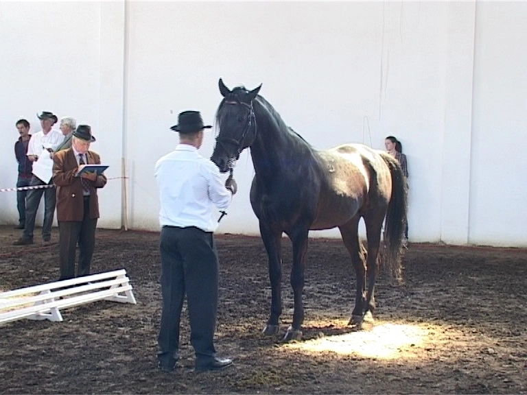 recesiunea-a-ajuns-si-in-hergheliile-private-