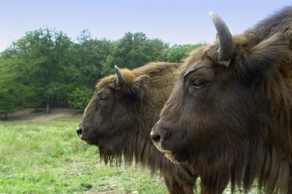 rezervatia-de-zimbrii-va-fi-extinsa