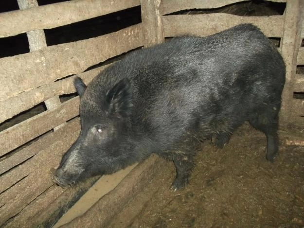 risca-inchisoarea-pentru-ca-a-tinut-in-captivitate-un-porc-mistret