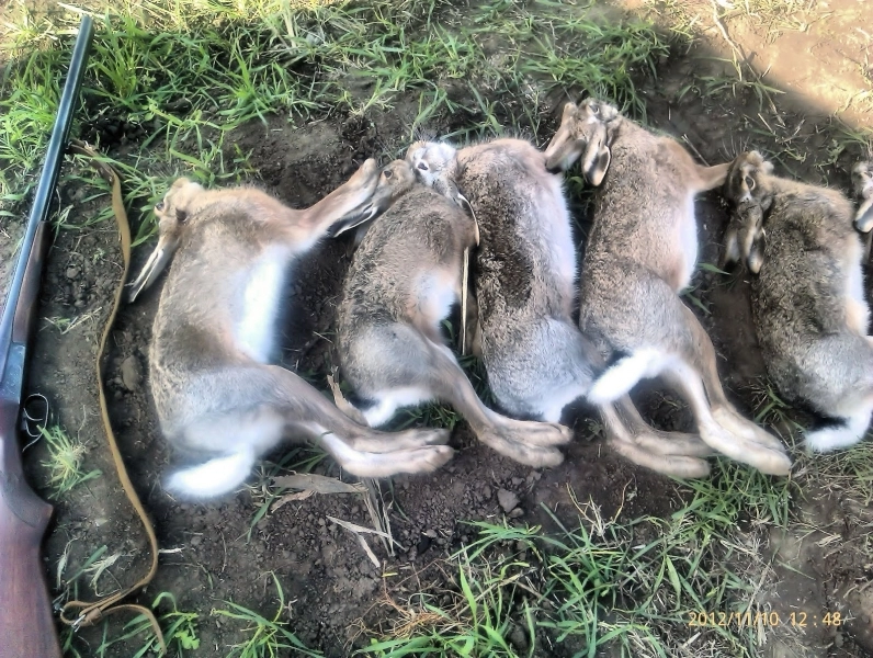 risca-puscaria-pentru-ca-au-impuscat-iepuri