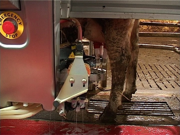 roboti-pentru-fermele-de-vaci