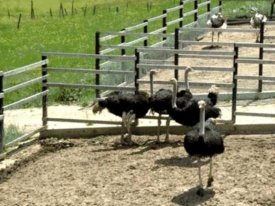 romania-cel-mai-mare-exportator-european-de-carne-de-strut-in-2013