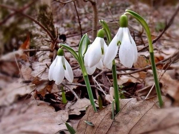 se-apropie-primavara-