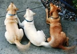 studiu-de-ce-dau-cainii-din-coada-si-ce-inseamna