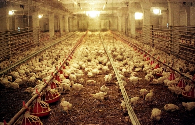 tone-de-carne-de-pui-contaminata-cu-salmonella