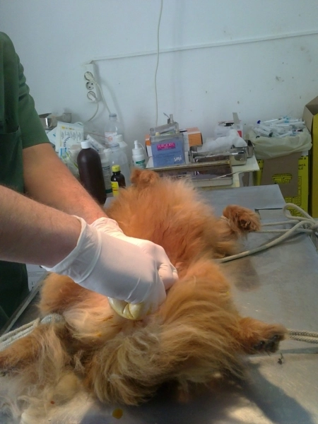 toti-proprietarii-de-caini-sunt-obligati-sasi-sterilizeze-animalele