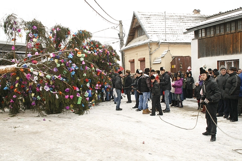 traditii-brasovene-ridicatul-brazilor-la-dumbravita