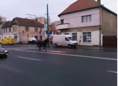 un-cal-putere-in-galop-pe-strada-13-decembrie-video