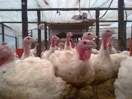 uniunea-crescatorilor-de-pasari-din-romania-protesteaza