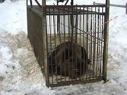 urs-capturat-si-relocat-in-zona-cotei-1000