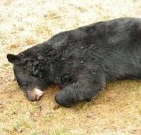 urs-mort-gasit-de-padurarii-harghiteni-