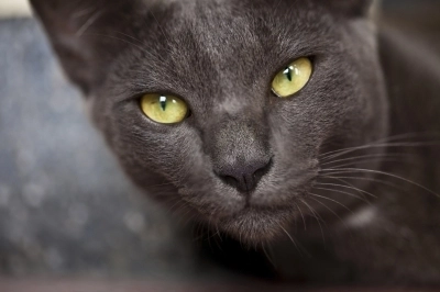 vampiri-energetici-care-sunt-trasaturile-unui-animalvampir