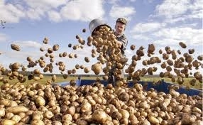 vor-mai-cultiva-fermierii-cartofi-in-2013