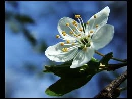 vreme-frumoasa-dar-si-ploi-in-urmatoarele-doua-saptamani