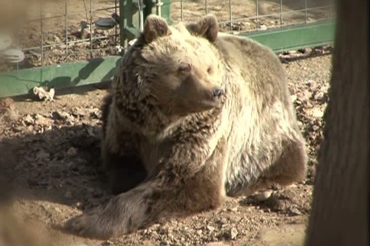 ziua-copilului-la-sanctuarul-de-ursi-libearty
