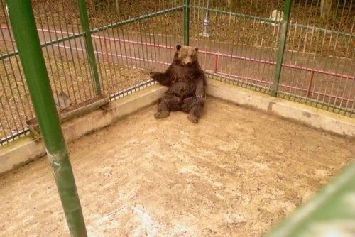 zoo-de-la-noua-redeschisa-in-octombrie