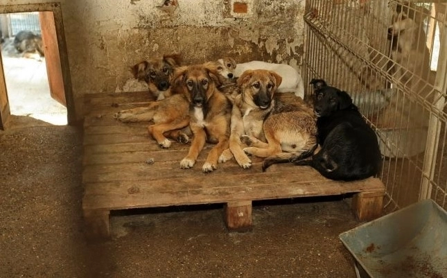 120-de-lei-costul-lunar-al-adoptiei-la-distanta-a-unui-maidanez