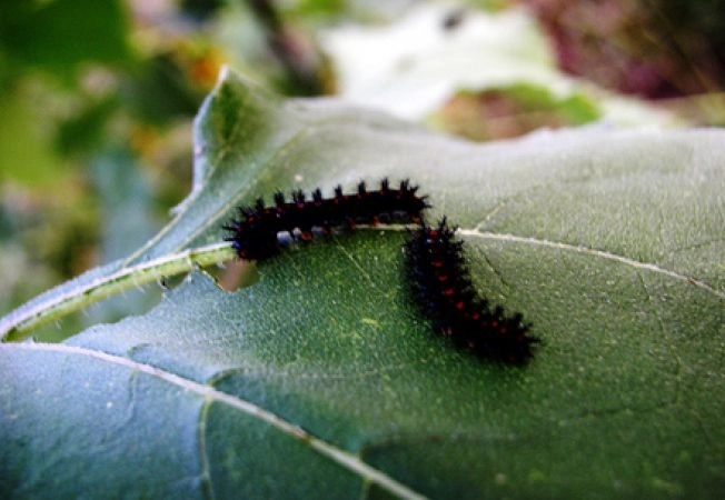 125-de-ha-de-padure-din-brasov-atacate-de-daunatori