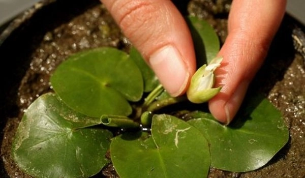 a-fost-furat-cel-mai-mic-nufar-din-lume