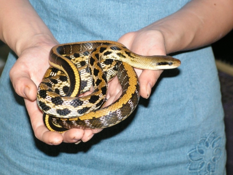 a-gasit-in-cada-din-baie-un-sarpe